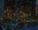 Лес светлячков в Японии